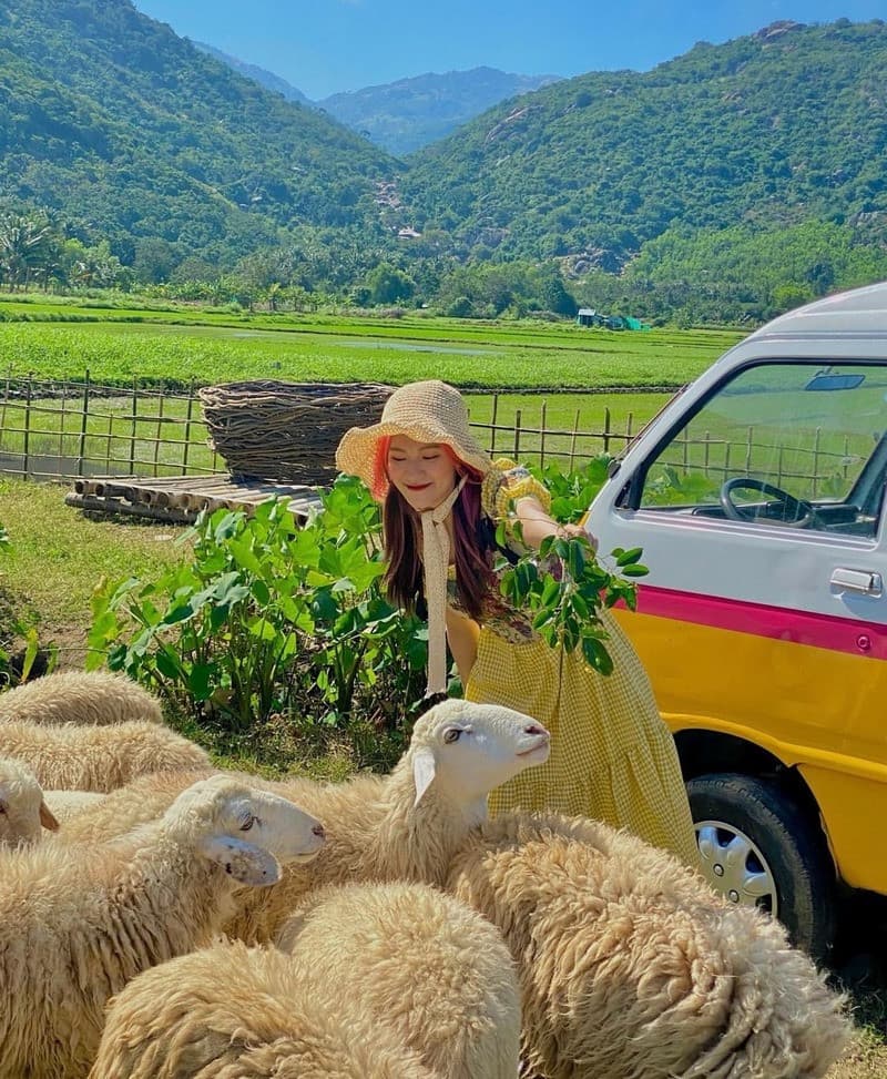 Du lịch Cam Ranh chụp ảnh đồng cừu Suối Tiên