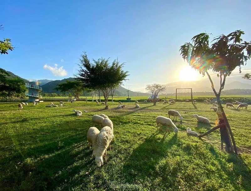 Du lịch Cam Ranh ngắm đồng cừu Suối Tiên