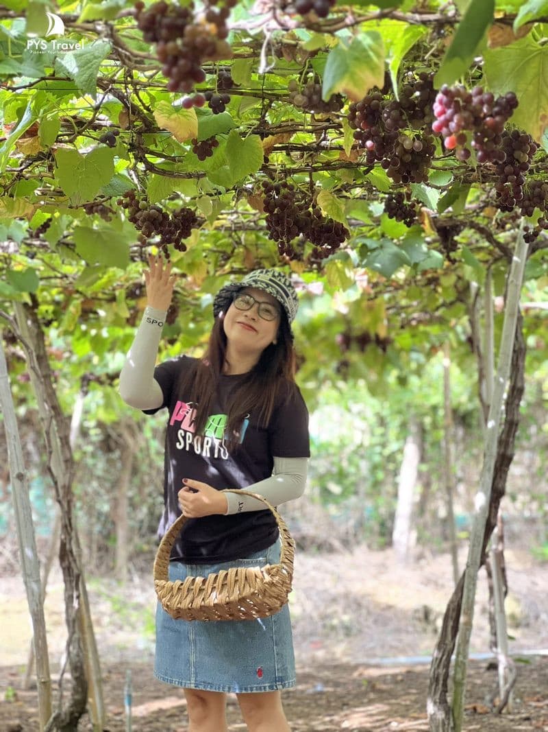 Vườn nho Thái An tour Vĩnh Hy bình Hưng