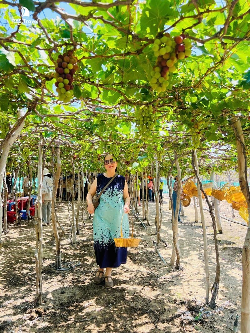 Tham quan vườn nho Thái An tour Vĩnh Hy Bình Hưng