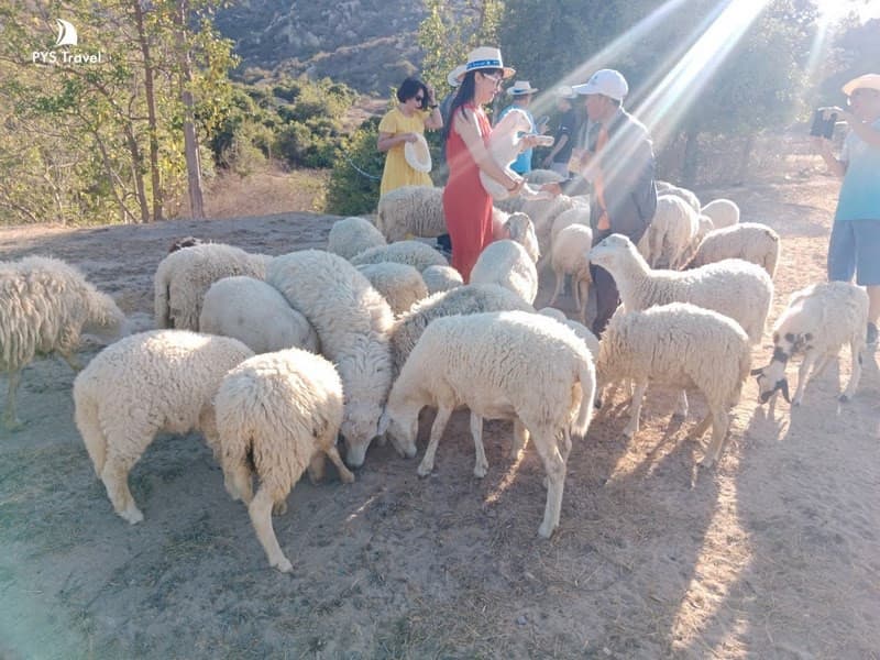 Đồng cừu An Hòa trong tour Vĩnh Hy Bình Hưng