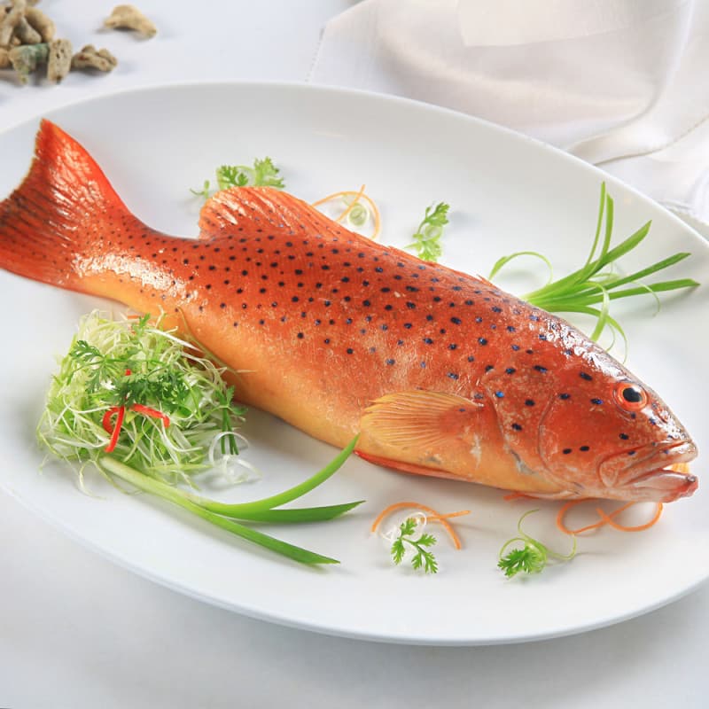 cá mú đỏ phú quý