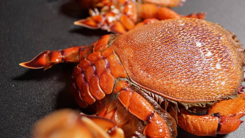 Cua huỳnh đế phú quý