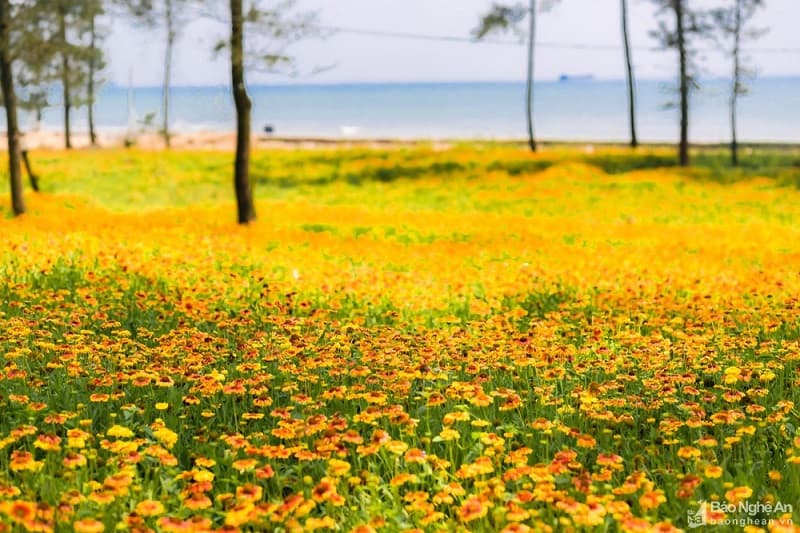 hoa cúc biển