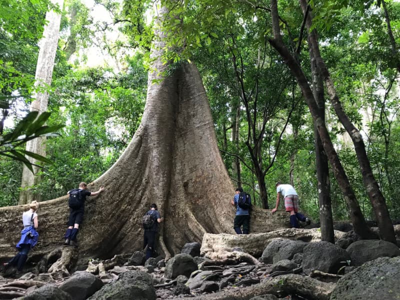 chiêm ngưỡng cây Tung cổ thụ nam cát tiên