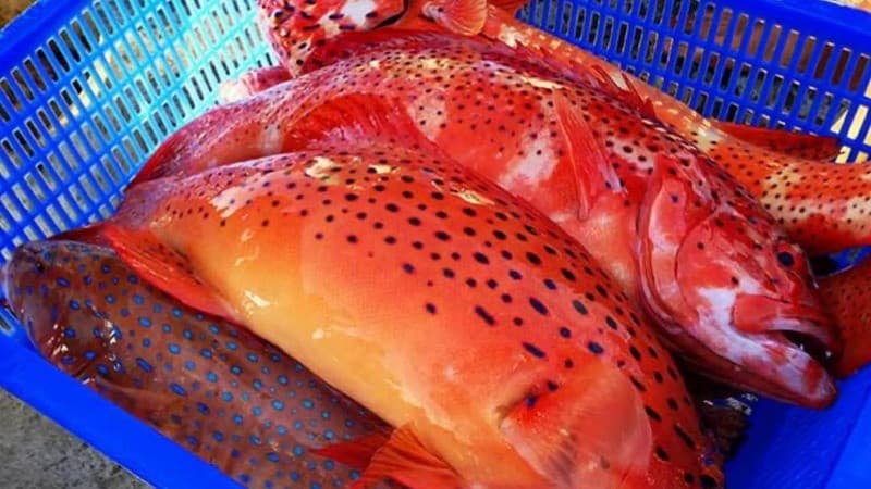 Cá mú đỏ đảo Phú Quý