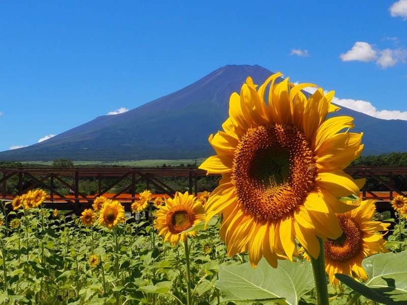 Oishi Park, tour du lịch Nhật Bản 2/9