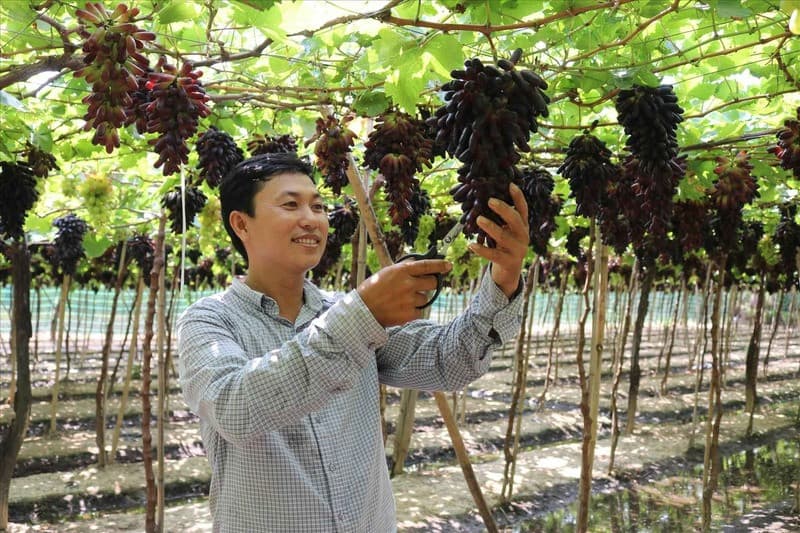Vườn nho “Ngón tay đen” độc lạ ở Ninh Thuận