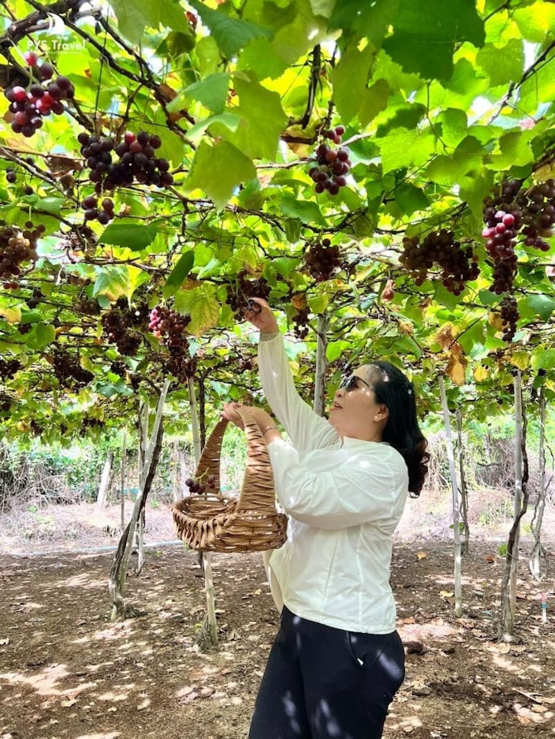 Tham quan tại vườn nho Ba Mọi