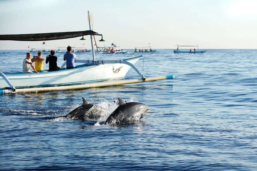 chiêm ngưỡng cá heo trên biển bali