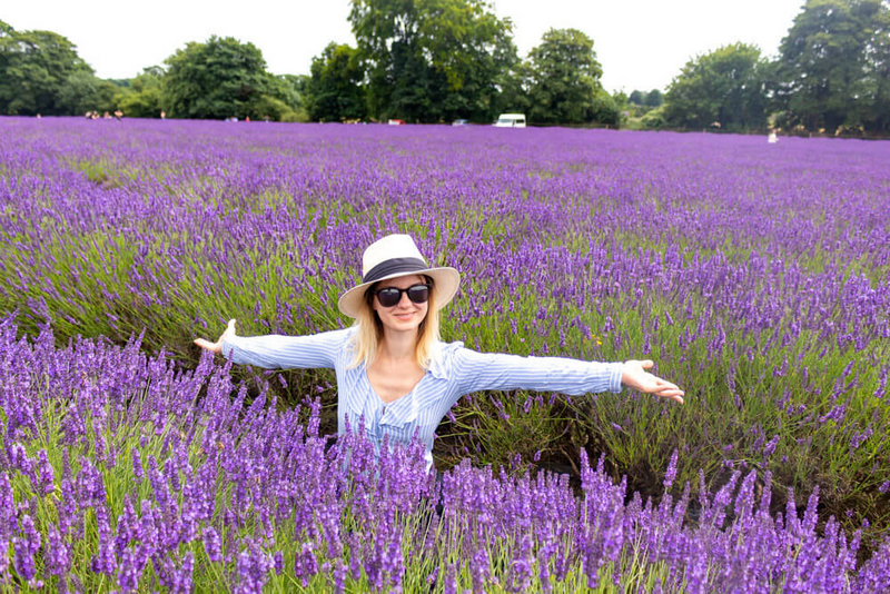 vườn hoa lavender anh