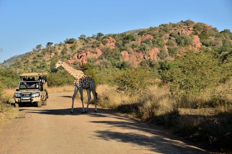 khu bảo tồn pilanesberg