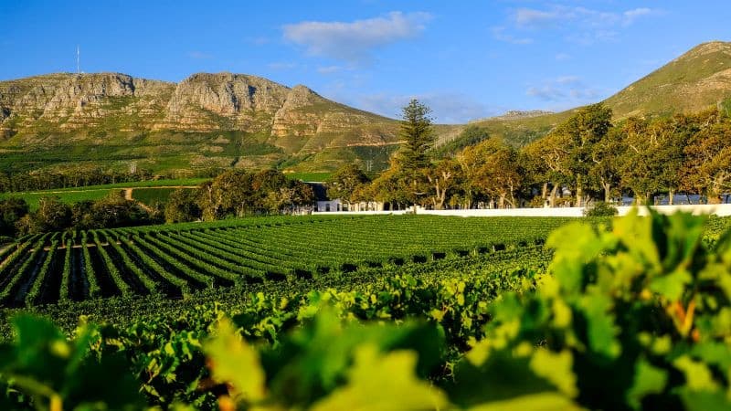 groot constantia wine estate