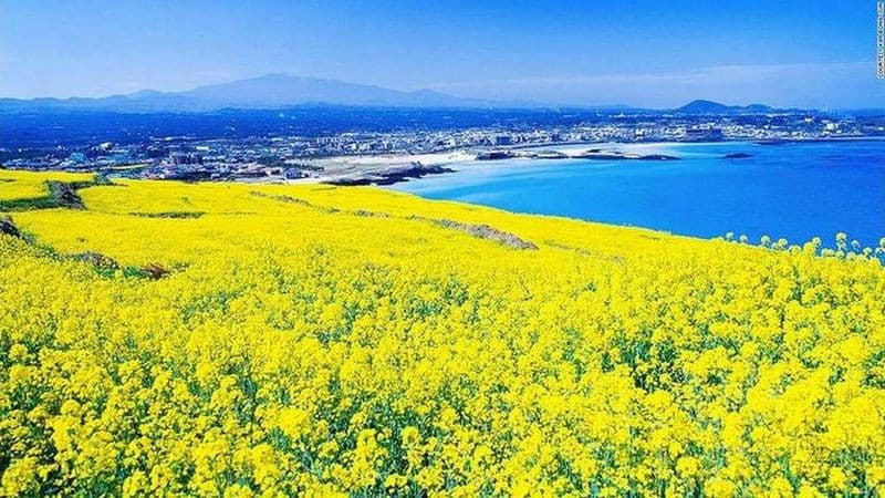hoa cải jeju