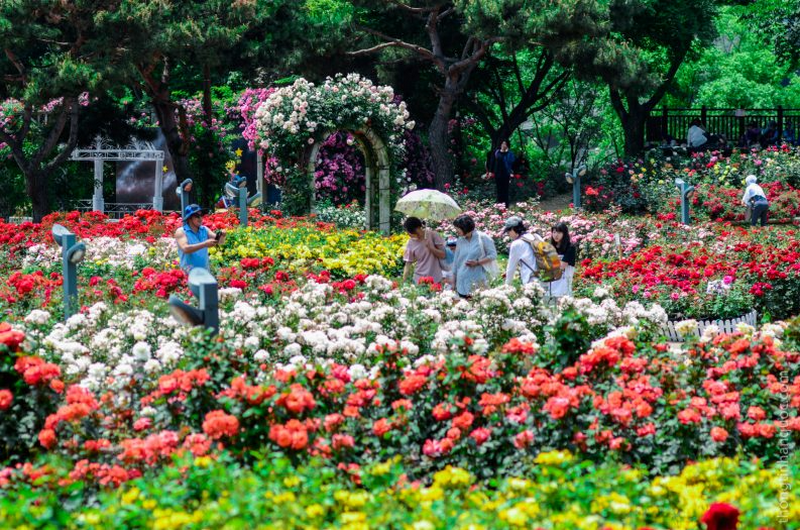 hoa hồng seoul grand park