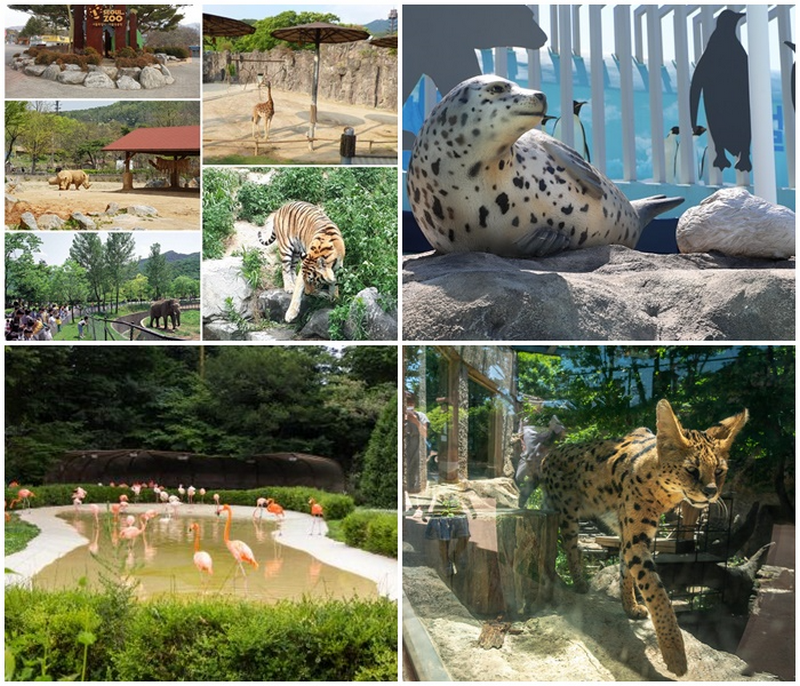 Seoul Grand Park zoo