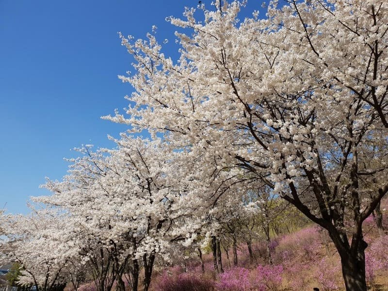 Mùa xuân ở Incheon