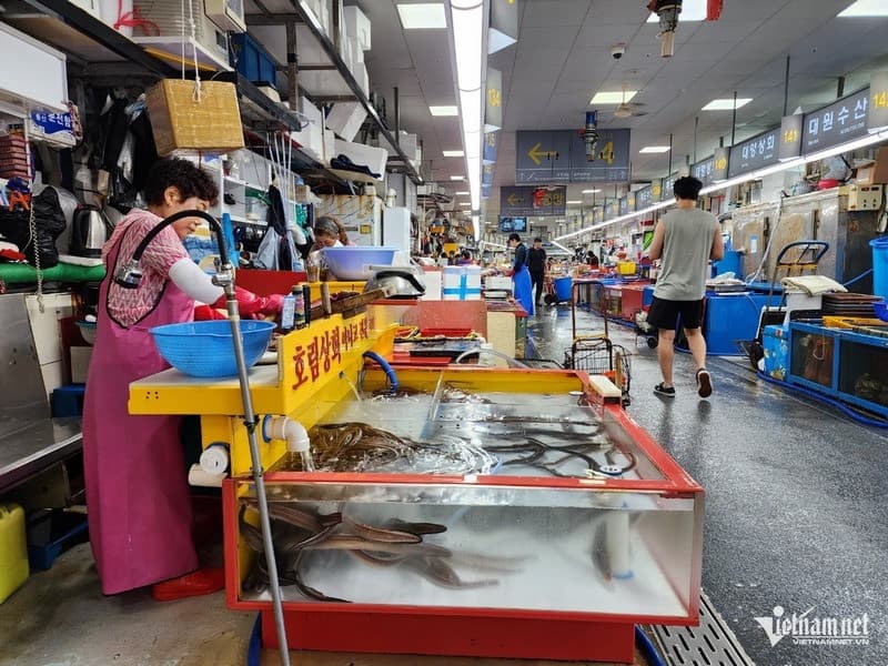 Chợ cá Jagalchi Busan Hàn Quốc