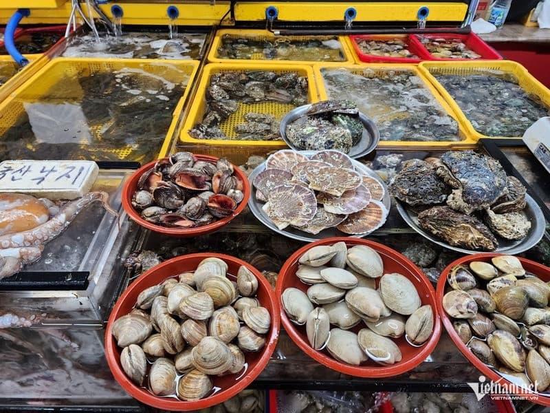 Tham quan chợ hải sản Jagalchi khi du lịch Busan