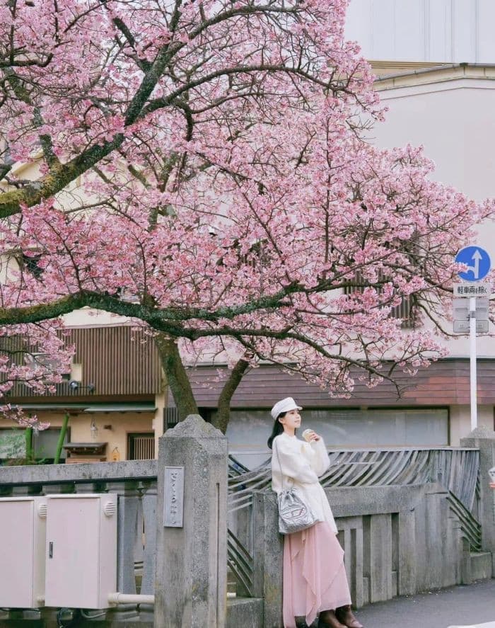 tour nhật mùa hoa anh đào