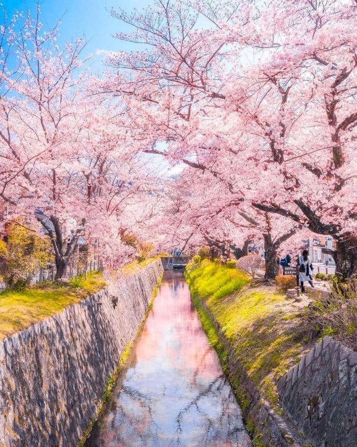 con đường triết học, Tour Nhật Bản mùa hoa anh đào 6 ngày 5 đêm
