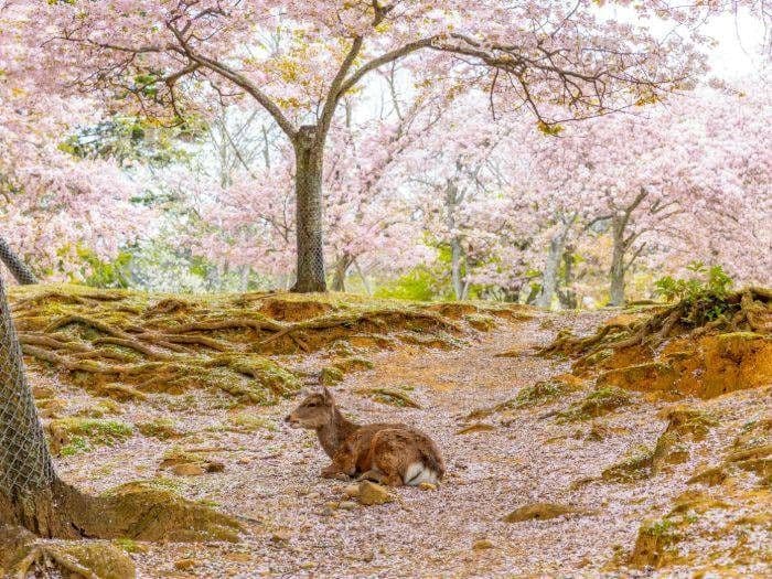 nara, Tour Nhật Bản mùa hoa anh đào 6 ngày 5 đêm