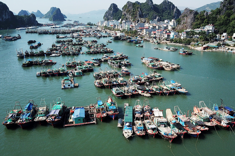 cải cái rồng