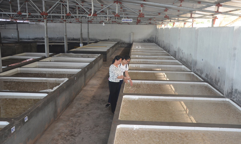 xưởng sứa mai công đàm