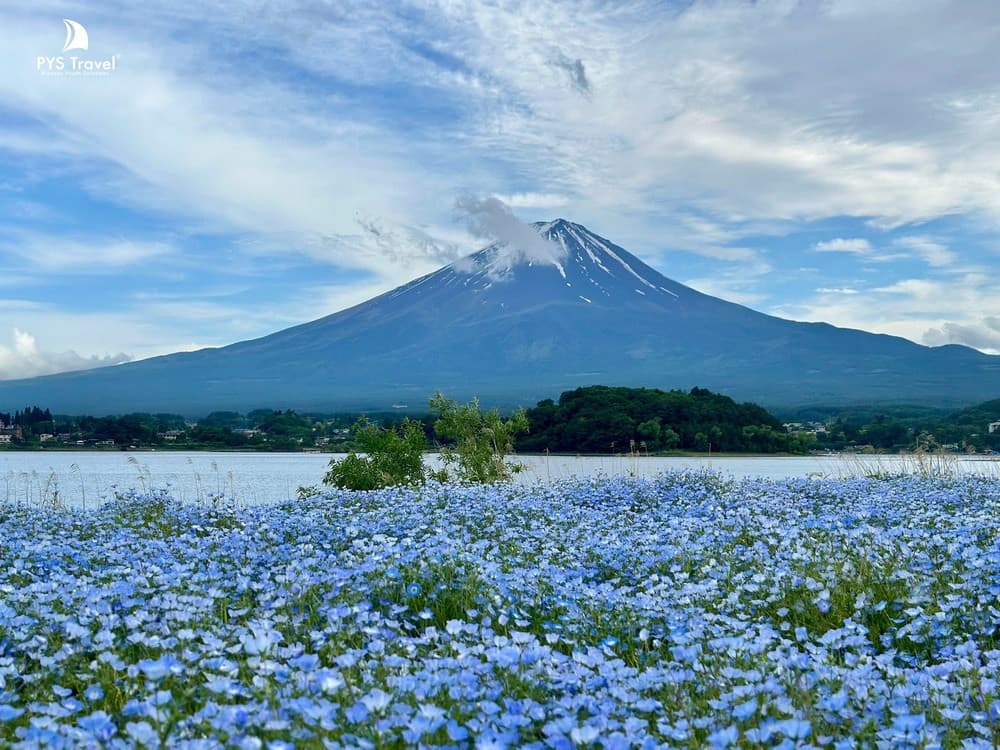Công viên Hoa Yamanakako Hanano Miyako