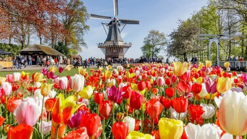 Sắc hoa tulip khiến cả thành phố như bừng tỉn