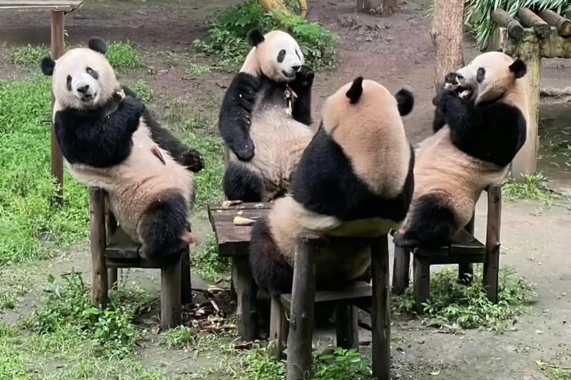 ghé thăm công viên gấu trúc trùng khánh