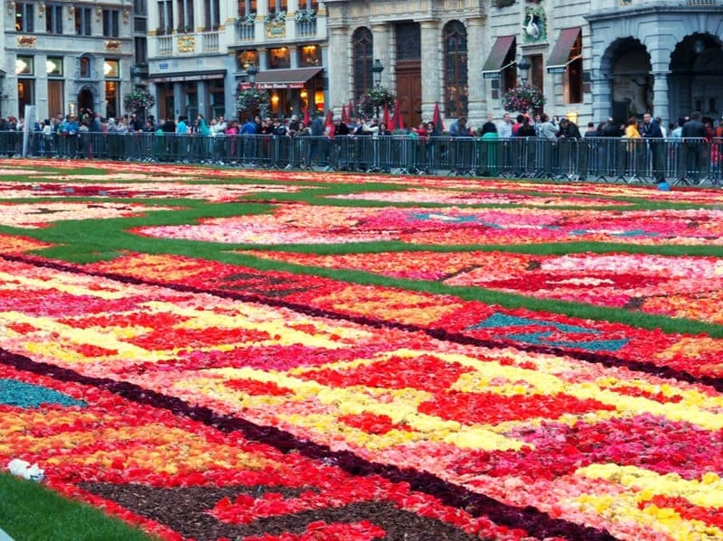 Rừng hoa rực rỡ sắc màu trong sự kiện Carpet of Flower