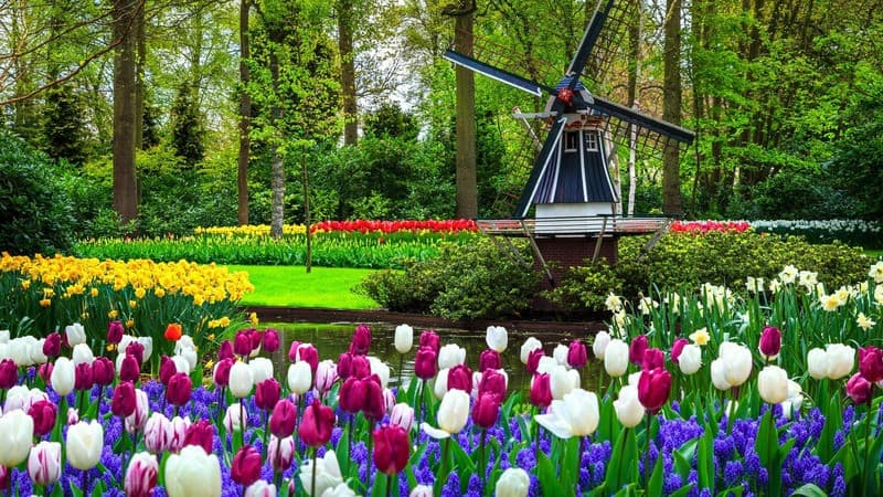 Lạc vào thế giới hoa tulip của vườn hoa Keukenhof