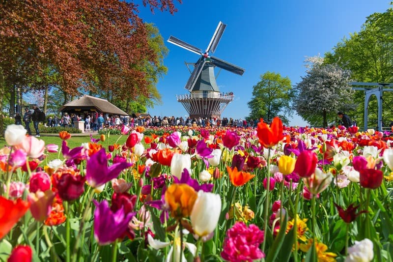 Quả không ngoa khi nói Lisse là thủ phủ của hoa tulip