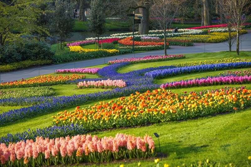 vườn hoa tulip keukenhof
