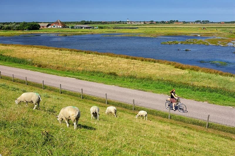 đảo texel