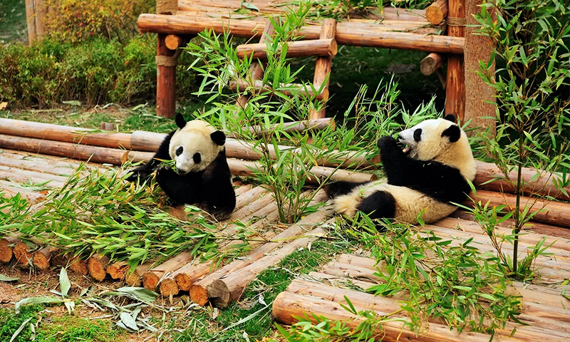 công viên gấu trúc thành đô