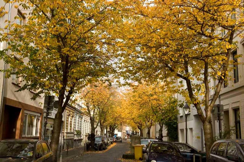 Du lịch Bonn Đức mùa thu