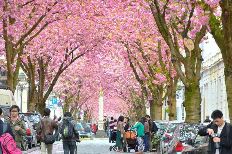 Du lịch Bonn Đức mùa xuân