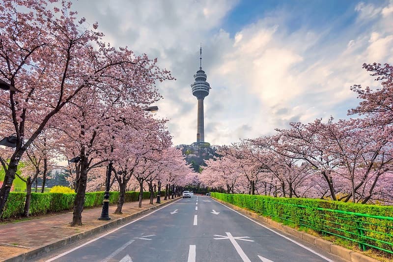 Du lịch Daegu mùa xuân