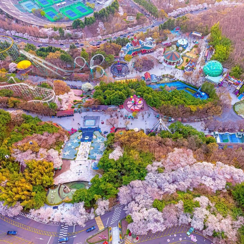 địa điểm ngắm hoa anh đào tại daegu