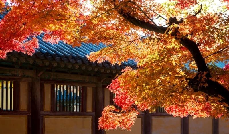 Du lịch Gyeongju mùa thu