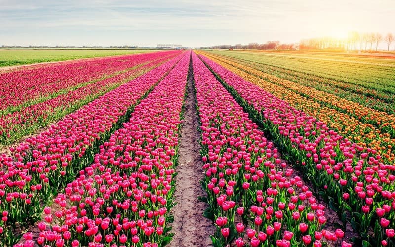 Vườn Hoa Keukenhof Hà Lan