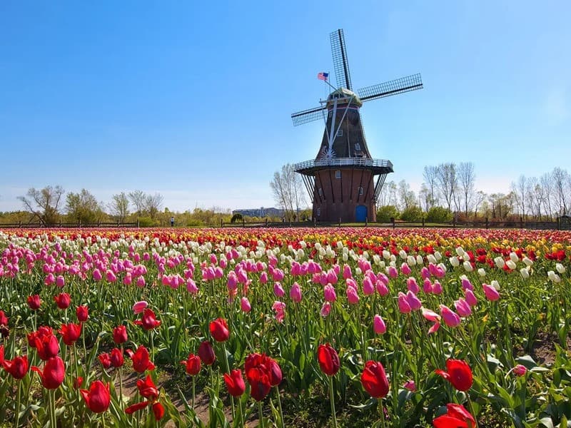 Vườn hoa Keukenhof là vườn hoa lớn nhất thế giới