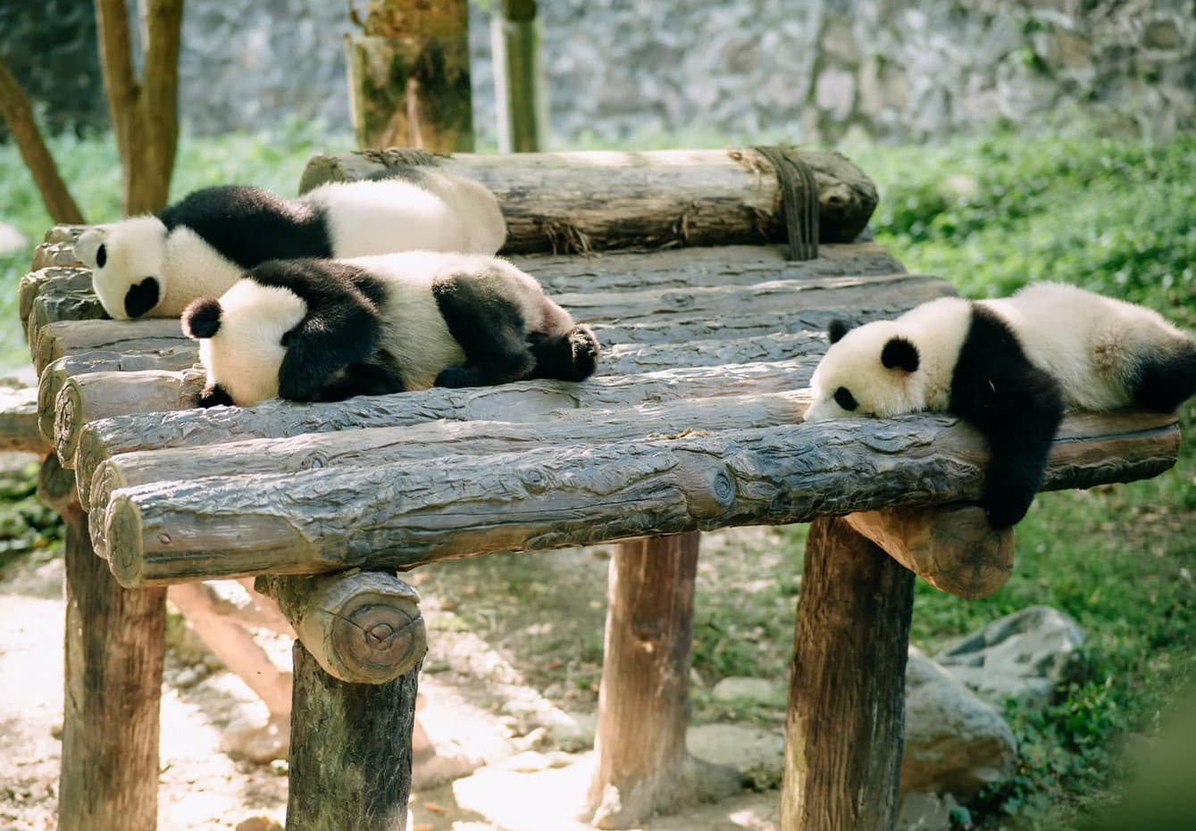 công viên gấu trúc thành đô