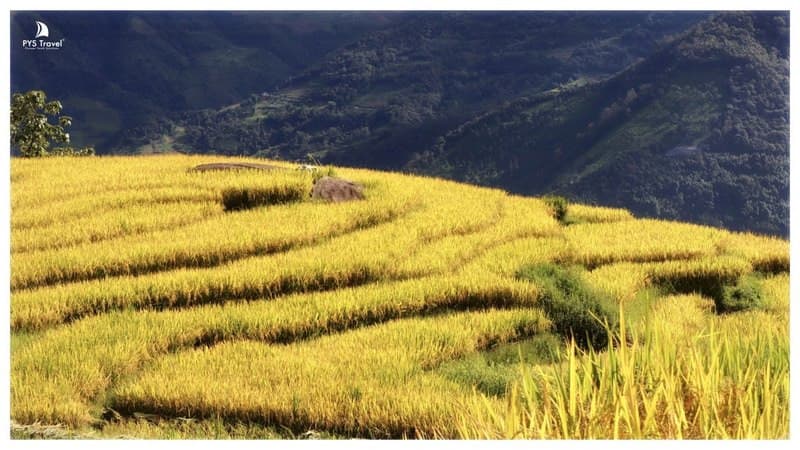 Du lịch Y Tý mùa lúa chín