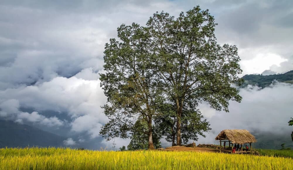 mùa lúa tại Choản Thèn