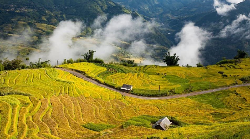 ngắm lúa chín tại A Lù