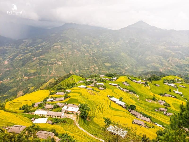 Lúa chín ở Bản Phùng Hoàng Su Phì