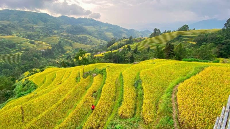 Mùa lúa chín ở Xín Mần